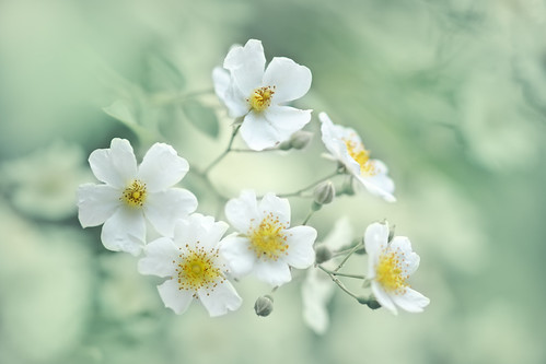 純潔,Rose à plusieurs fleurs