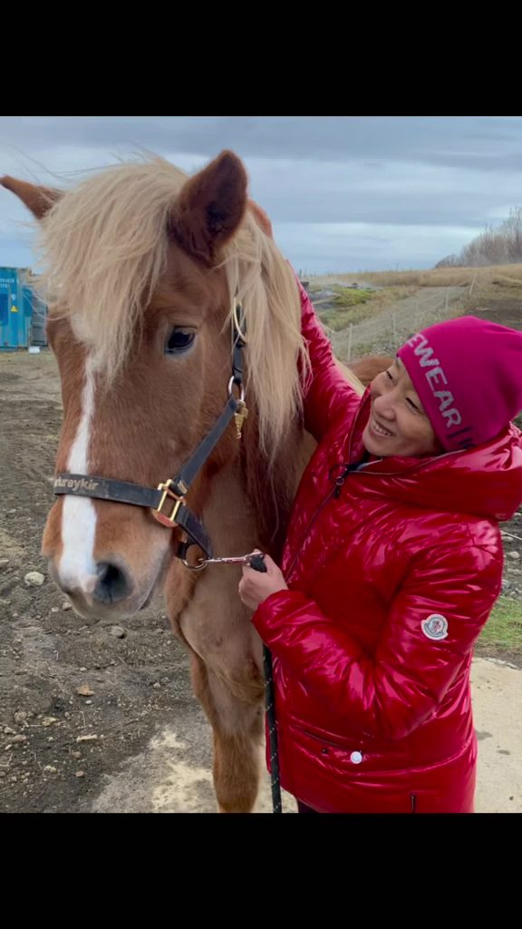 純潔; Le Mahara islandais ne s’accouple jamais avec d’autres races depuis des milliers d’années depuis qu’il a été amené en Islande par les Vikings il y a 1 100 ans. C’est la race la plus pure de cheval au monde. Pourquoi n’avez-vous jamais été mélangé à d’autres races de chevaux? La raison en était en Islande en 982 après JC