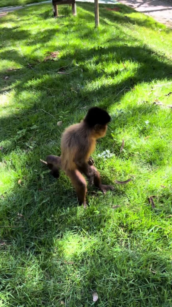 Tiktok (bater uma): Jacking Monkey, est toujours nerveux