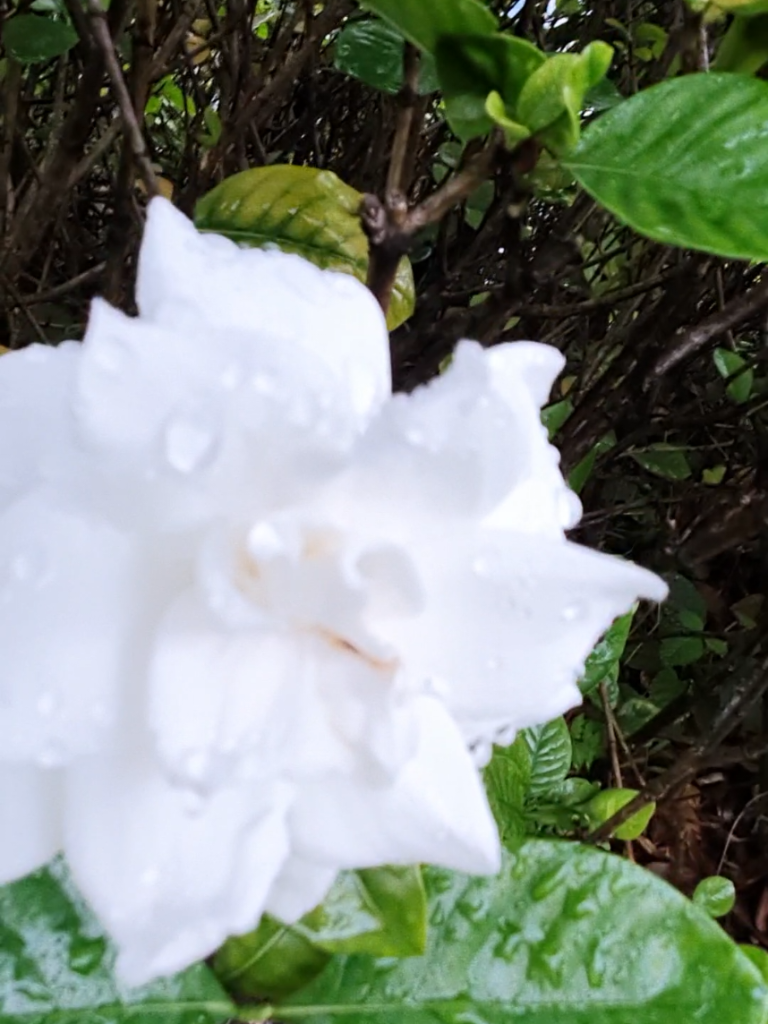 純潔,Le cœur des fleurs est impeccable et pur »
sur Tiktok