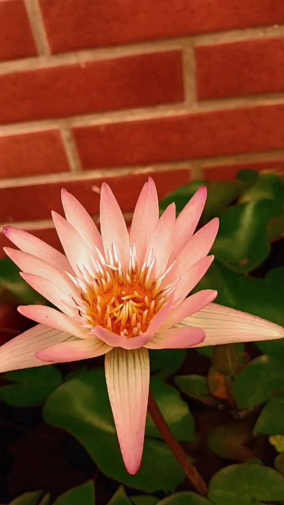 純潔; 1. Les lys d’eau symbolisent la pureté et la beauté et sont souvent utilisés pour transmettre des émotions élégantes. 2. Ce type de fleur fleurit dans de l’eau immobile, représentant la tranquillité et la paix. 3. Les lys d’eau ont une profonde signification symbolique dans de nombreuses cultures, de l’Égypte à la Chine