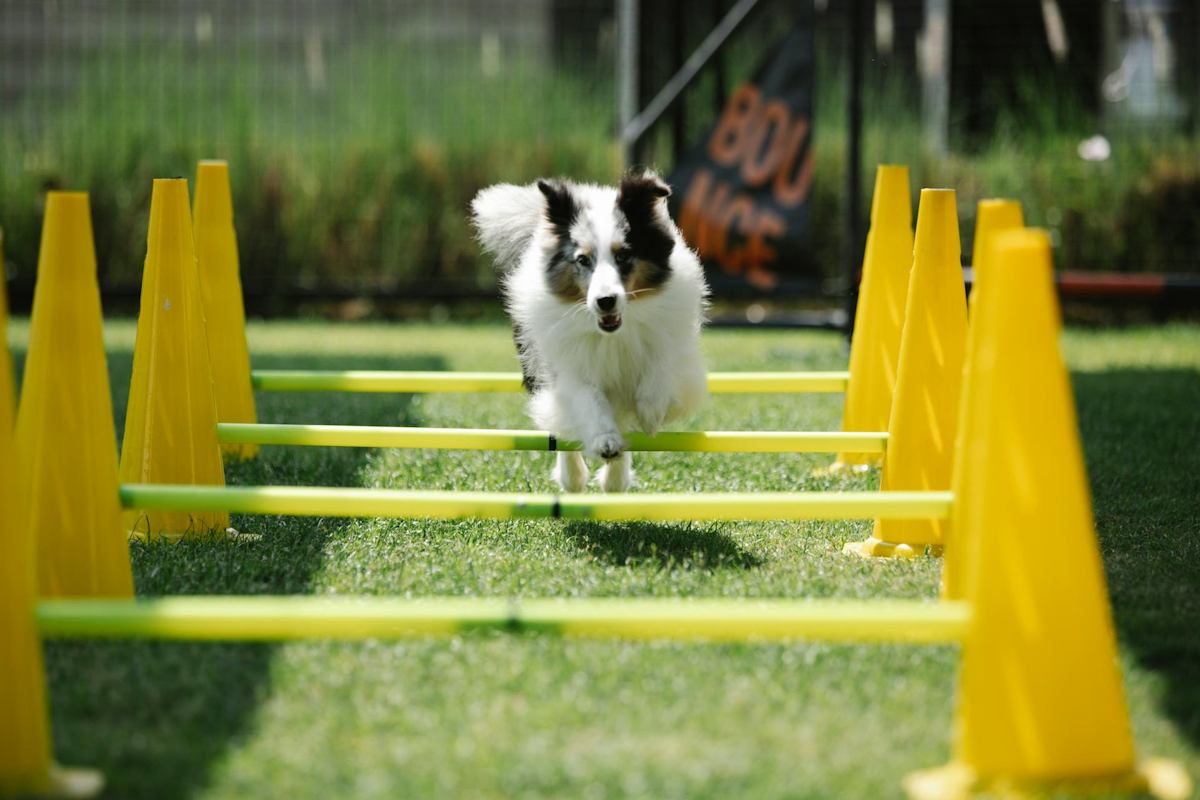 am&eacute;liorer les performances sportives du chien avec un bilan mental