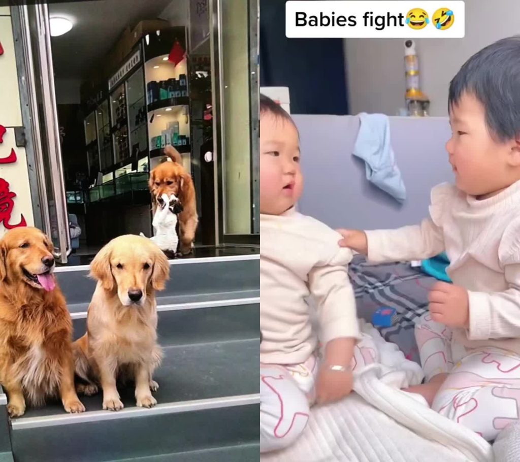 贞洁,Co-shoot   
 sur Tiktok