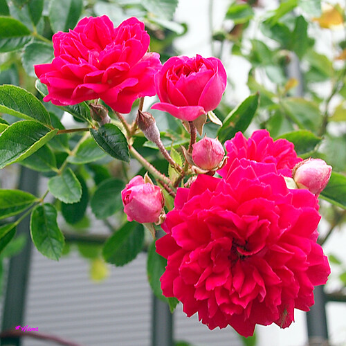 Flickr (純潔): Rose/Roza × hybrides