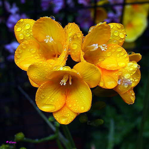 Flickr (純潔): Freesia réfracta