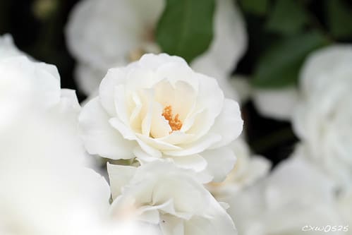 純潔,Pure white sur Flickr
