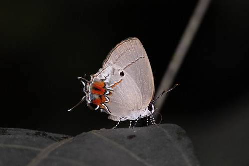 Flickr (Castità): Laspis castitas