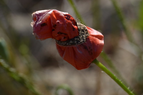 castidad,Amapola con cinturón de castidad sur Flickr