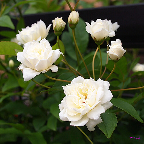 Flickr (純潔): Rosa Banksiae jaune