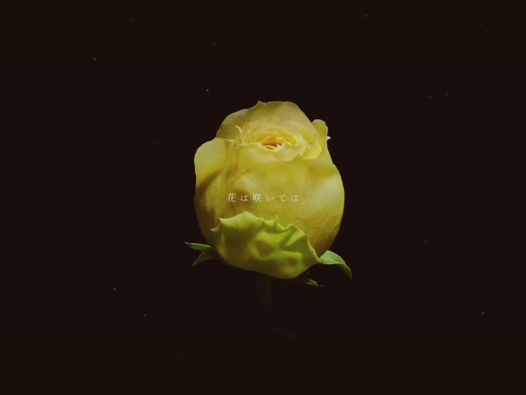 純潔,Le langage des fleurs est la pureté__
sur Tiktok