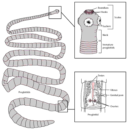 tselomudrie,Overview of Tapeworm Infections – Infectious Disease – MSD Manual Professional Edition sur Pinterest