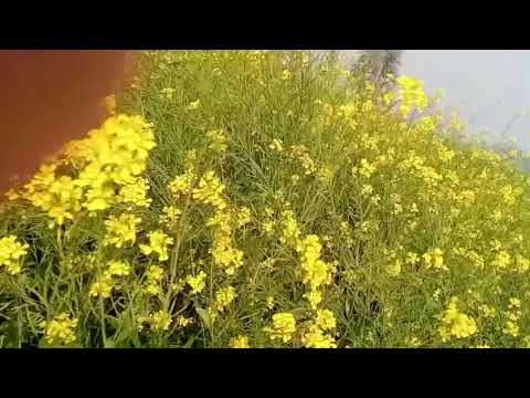 Image YouTube