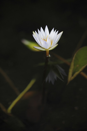 純潔,20130929
 sur Flickr