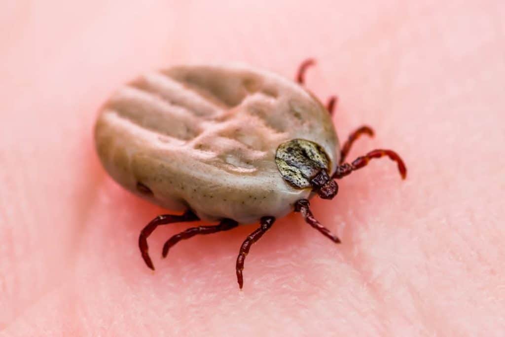 tselomudrie; Maladie de Lyme : les bons réflexes pour se protéger des tiques dès le retour des beaux jours